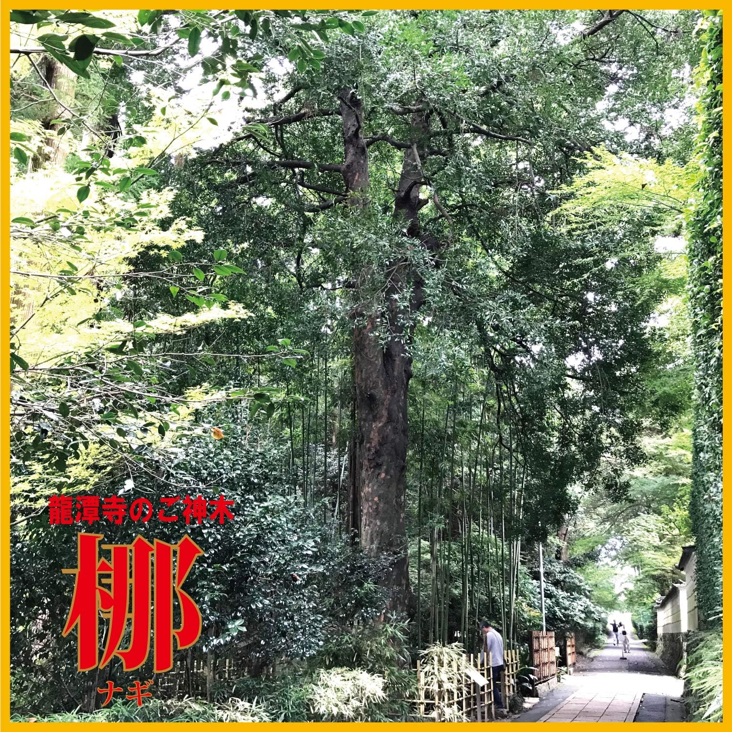 5鉢!幸福の木 アレカヤシ ココヤシ アビス 苗 苗木 観葉植物 月曜特価